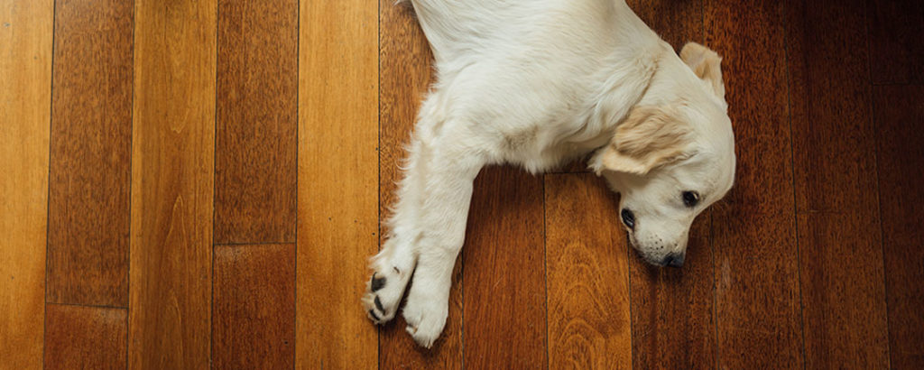 dog comfortably resting on the floor